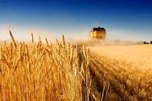 آغاز خرید تضمینی گندم در خراسان جنوبی آغاز خرید تضمینی گندم در خراسان جنوبی